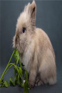 春天出生属兔的人性格