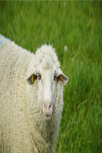 8月出生属羊的人命好吗