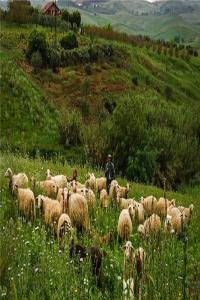 梦见牧羊人 放羊人