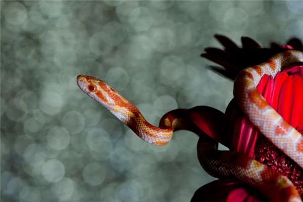 梦见花蛇是什么意思