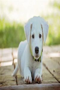 梦见白色的狗_周公解梦梦到白色的狗是什么意思_做梦梦见白色的狗好不好