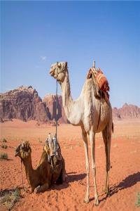 梦见骆驼_周公解梦梦到骆驼是什么意思_做梦梦见骆驼好不好